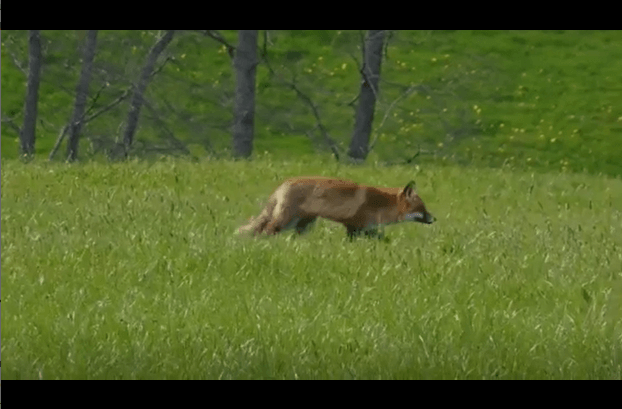 Beobachtung: Fuchs bei Narrungssuche