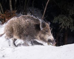 Wildschwein