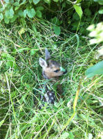 Rehkitzrettung - Moderne Technik macht auch vor den Jäger keinen Halt