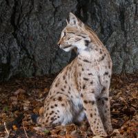 Luchs