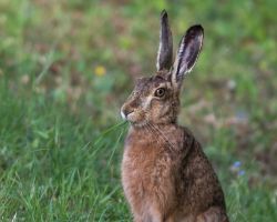 Feldhase