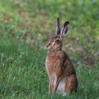 Feldhase